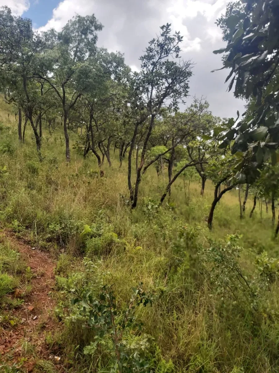 10,000 sqm Wooded Stand in Carrick Creek, Borrowdale